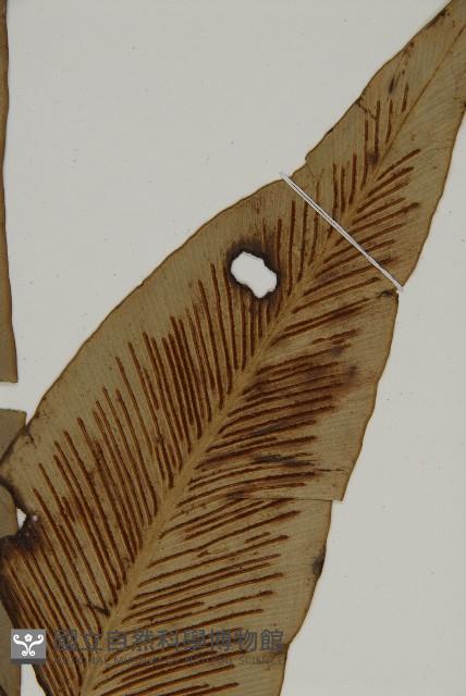 山蘇花藏品圖，第3張