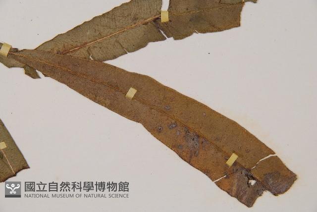 單葉雙蓋蕨藏品圖，第3張