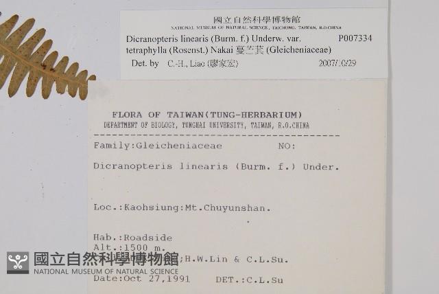 蔓芒萁藏品圖，第2張