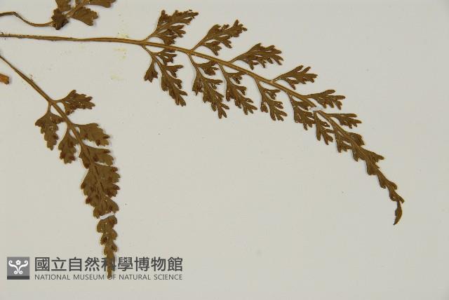 骨碎補鐵角蕨藏品圖，第3張