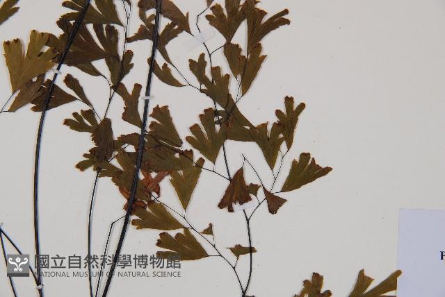 鐵線蕨藏品圖，第3張