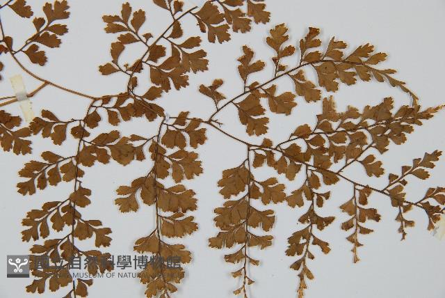 彎柄假複葉耳蕨藏品圖，第3張
