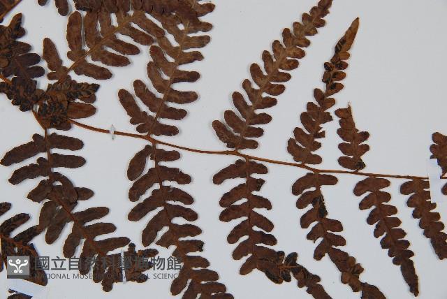 蕨藏品圖，第3張