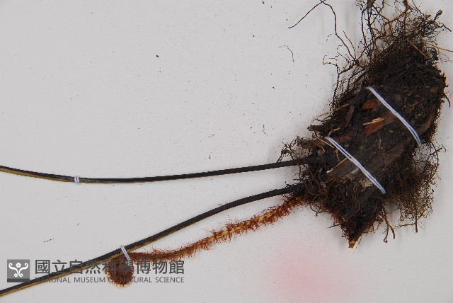 威氏鐵角蕨藏品圖，第3張