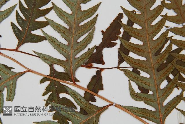 生芽狗脊蕨、頂芽狗脊蕨藏品圖，第3張