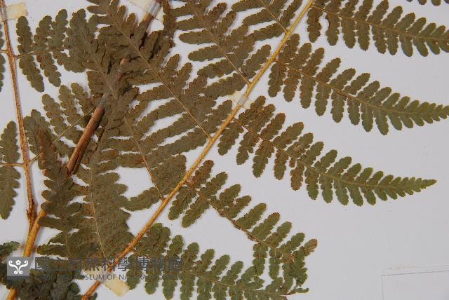 姬蕨藏品圖，第3張