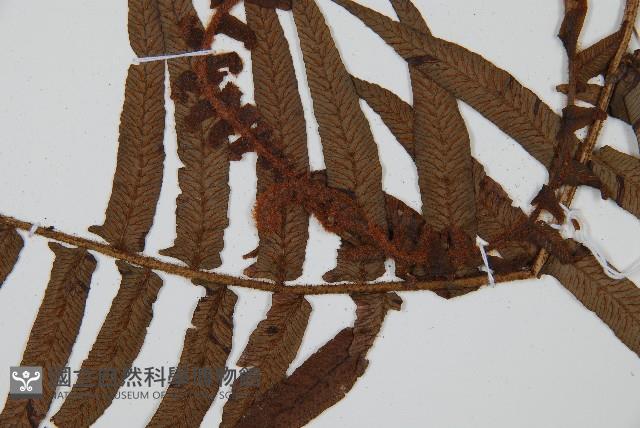 毛柄蹄蓋蕨藏品圖，第3張