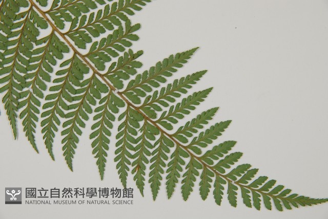 司氏碗蕨藏品圖，第3張