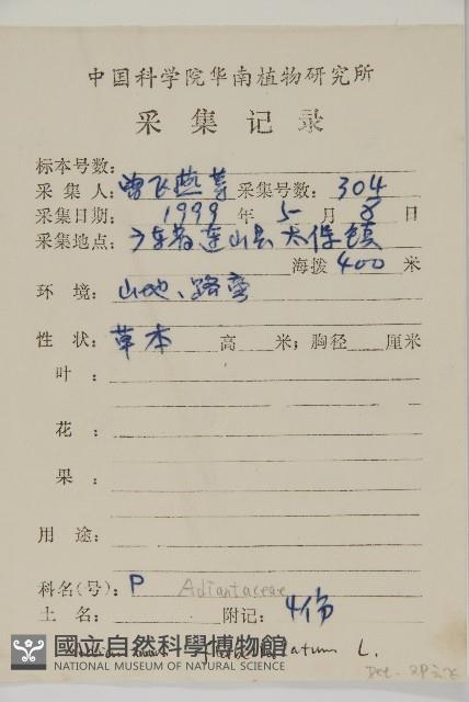 扇葉鐵線蕨藏品圖，第2張