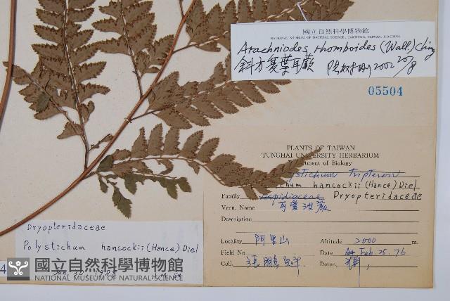 斜方複葉耳蕨藏品圖，第2張