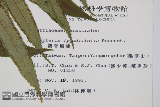 觀音座蓮藏品圖，第2張