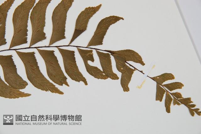 單邊鐵角蕨藏品圖，第3張