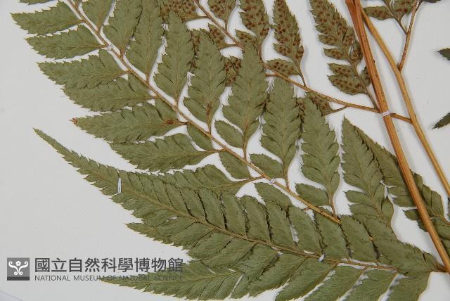 小葉複葉耳蕨藏品圖，第3張