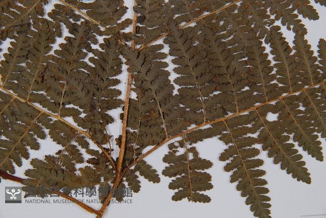 姬蕨藏品圖，第6張