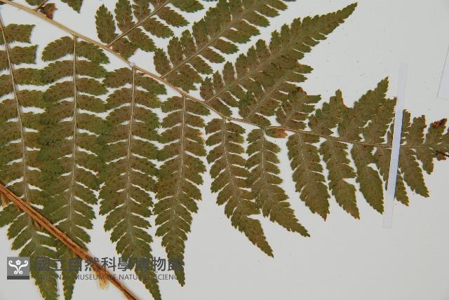 登錄號:P012234藏品圖，第3張