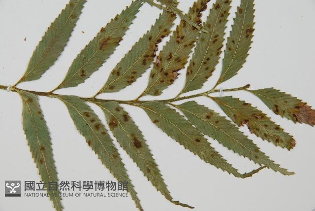 蘭嶼鐵角蕨藏品圖，第3張