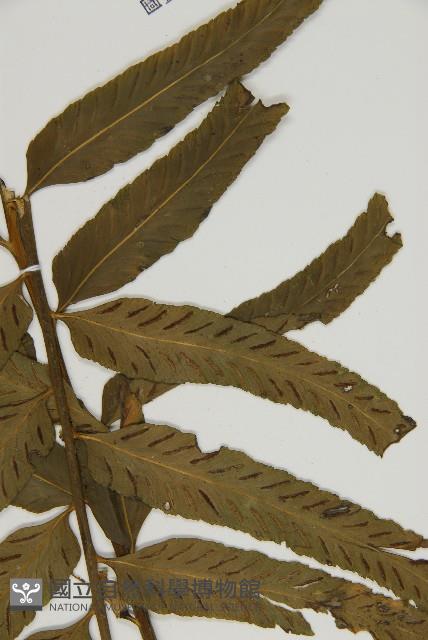 登錄號:P005234藏品圖，第6張