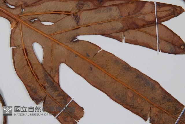 崇澍蕨藏品圖，第3張