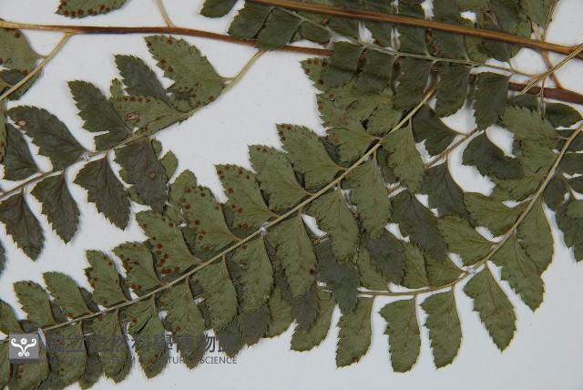 斜方複葉耳蕨藏品圖，第3張