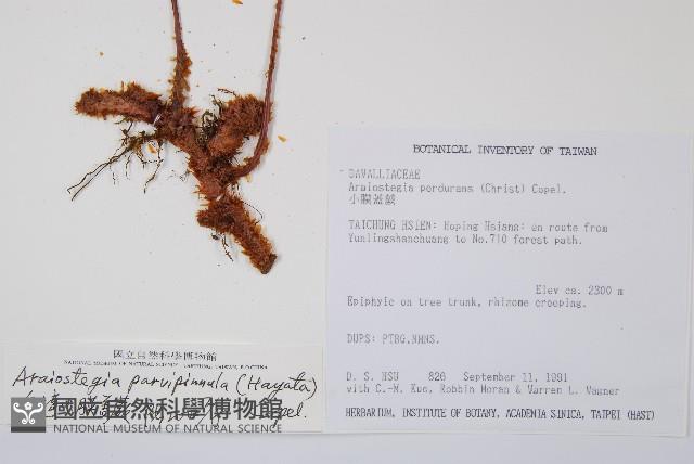 台灣小膜蓋蕨藏品圖，第2張