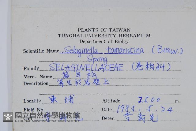 萬年松藏品圖，第2張