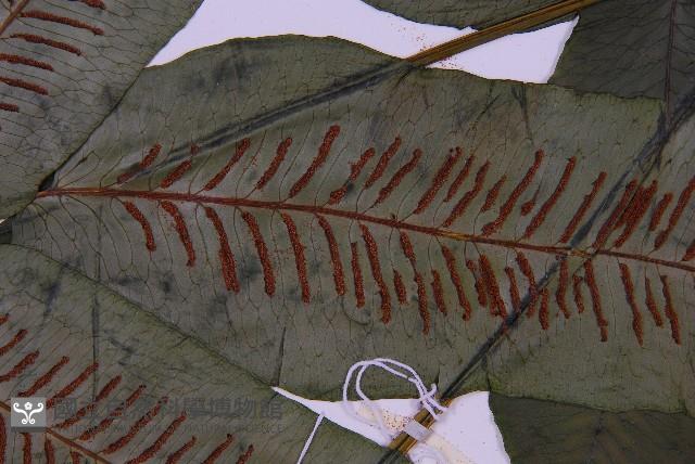 腸蕨藏品圖，第3張