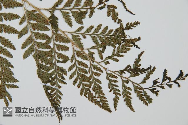 細葉複葉耳蕨藏品圖，第3張