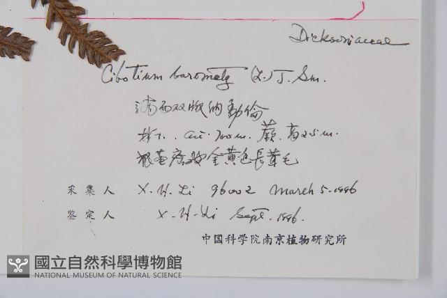 金狗毛蕨藏品圖，第2張