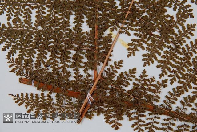 魚鱗蕨藏品圖，第3張