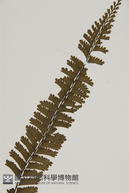 薄葉孔雀鐵角蕨、邊孢鐵角蕨藏品圖，第3張