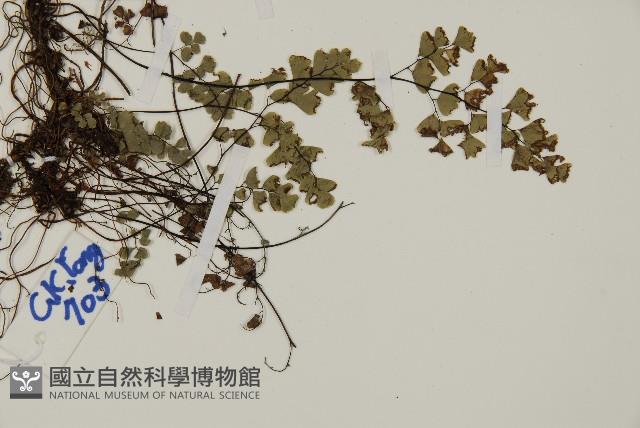 深山鐵線蕨、月芽鐵線蕨藏品圖，第3張
