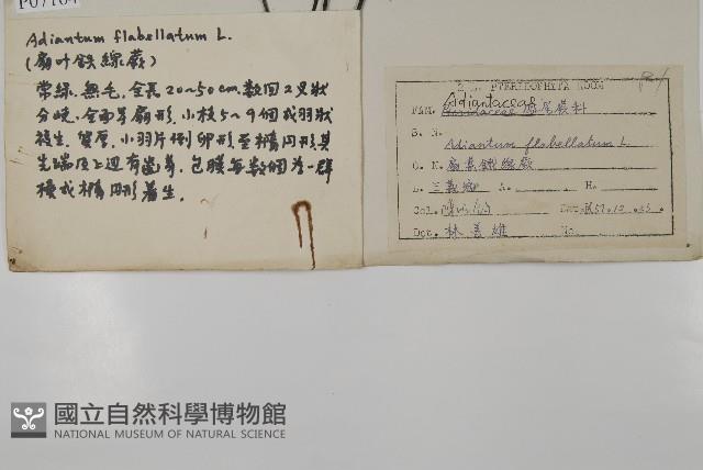 扇葉鐵線蕨藏品圖，第2張