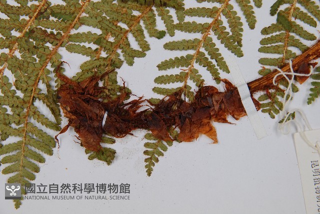 密毛鱗毛蕨藏品圖，第3張