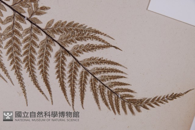 粉葉蕨藏品圖，第3張