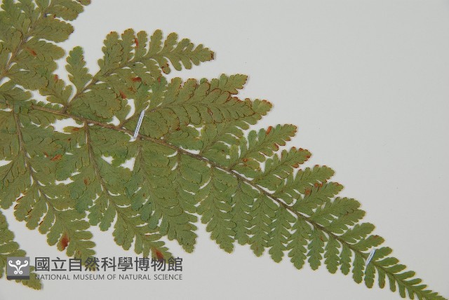 登錄號:P012064藏品圖，第3張