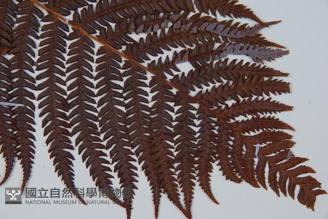 登錄號:P009764藏品圖，第3張