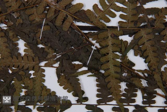 登錄號:P012564藏品圖，第3張