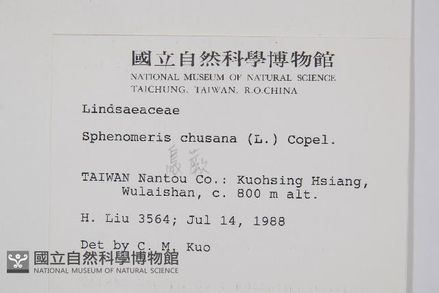 烏蕨藏品圖，第2張