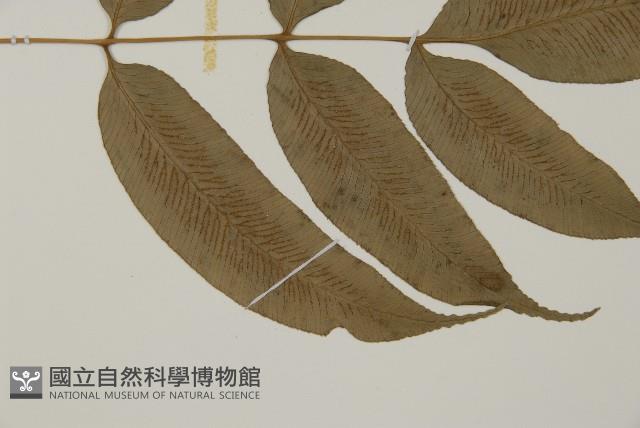 華鳳丫蕨藏品圖，第3張