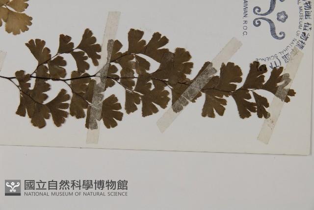 鐵線蕨藏品圖，第3張