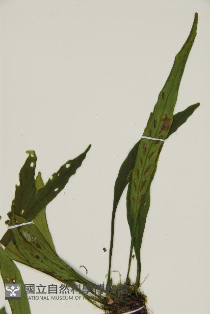 劍葉鐵角蕨、箭葉鐵角蕨藏品圖，第3張