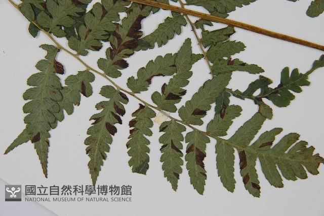 刺柄雙蓋蕨藏品圖，第3張