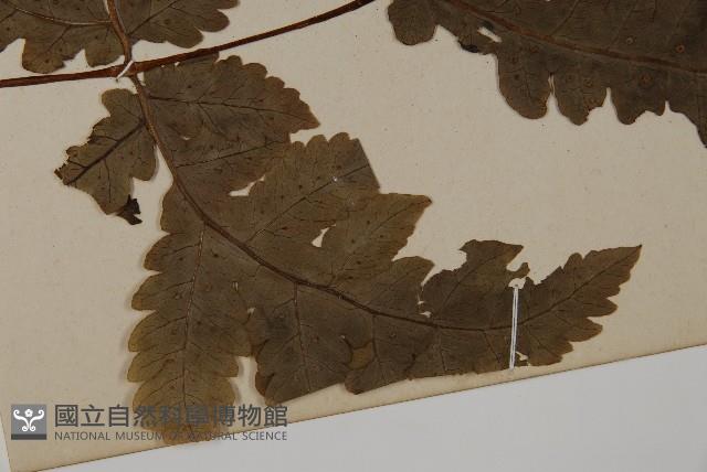 陰地三叉蕨藏品圖，第3張