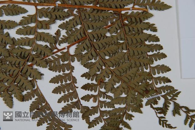 亞粗毛鱗蓋蕨藏品圖，第3張