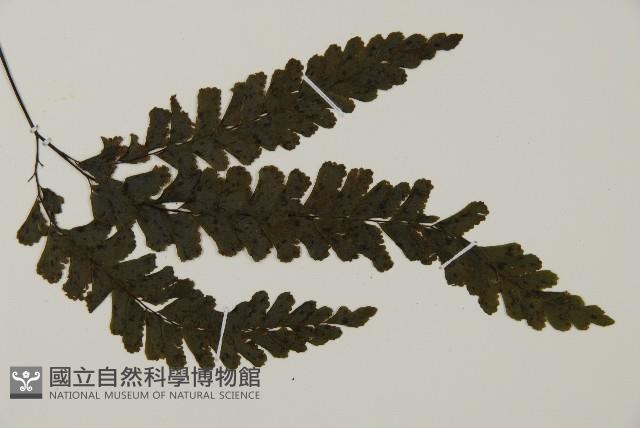 長尾鐵線蕨藏品圖，第3張