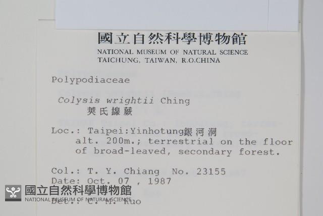 萊氏線蕨藏品圖，第2張