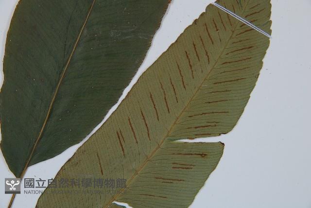 細柄雙蓋蕨藏品圖，第3張