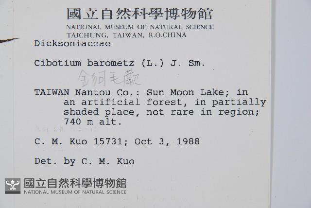 金狗毛蕨藏品圖，第2張