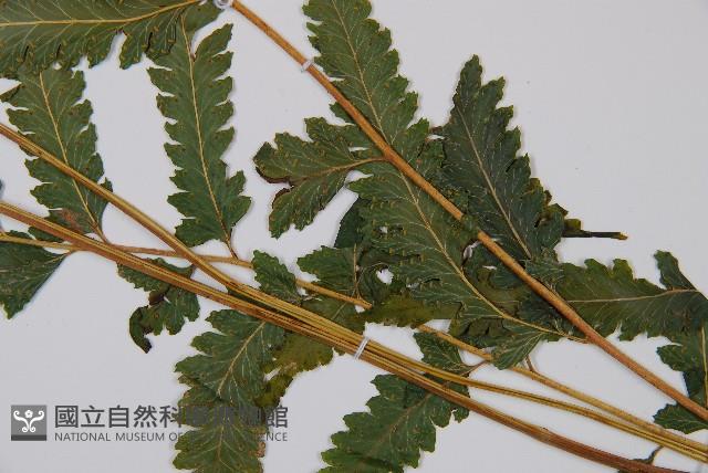 邊緣鱗蓋蕨藏品圖，第3張