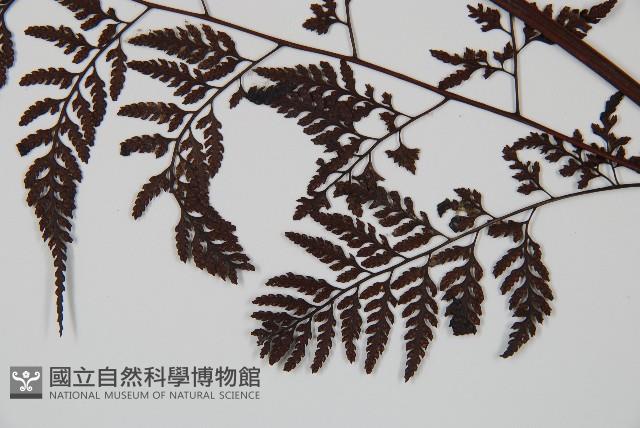 大葉骨碎補、台灣骨碎補、骨碎補藏品圖，第3張